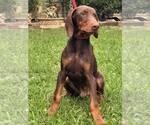 Small #2 Doberman Pinscher