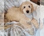 Puppy Snow Goldendoodle