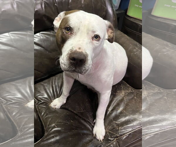 Medium Photo #11 American Staffordshire Terrier-Unknown Mix Puppy For Sale in Holly Springs, NC, USA