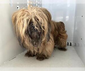 Lhasa Apso-Unknown Mix Dogs for adoption in Visalia, CA, USA