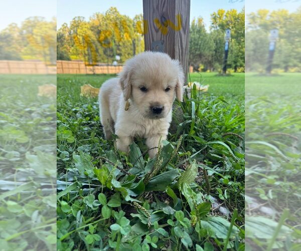Medium Photo #12 English Cream Golden Retriever-Golden Retriever Mix Puppy For Sale in AUSTIN, IN, USA
