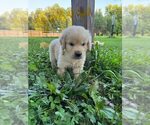 Small #11 English Cream Golden Retriever-Golden Retriever Mix
