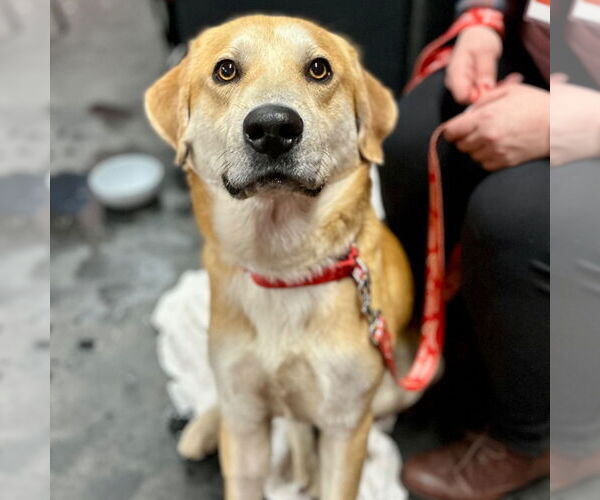 Medium Photo #8 Mutt Puppy For Sale in Canton, CT, USA