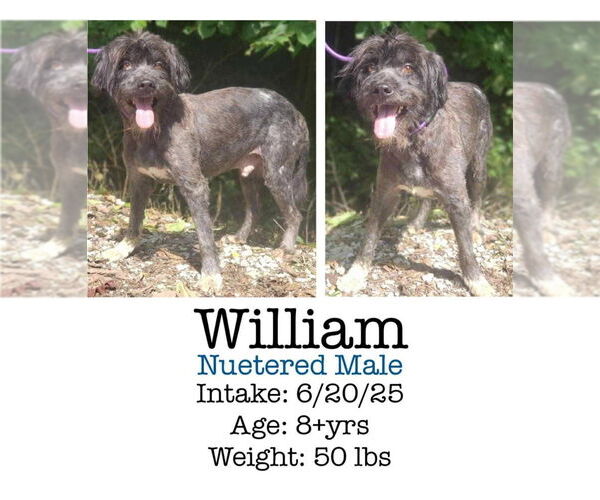 Medium Photo #1 Poodle (Miniature)-Unknown Mix Puppy For Sale in Aurora, IN, USA