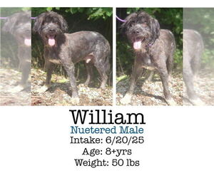 Poodle (Miniature)-Unknown Mix Dogs for adoption in Aurora, IN, USA