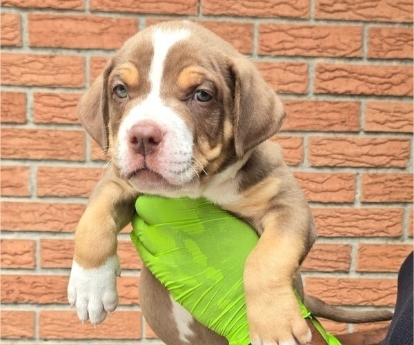 Medium Photo #1 American Bully Puppy For Sale in WALTERBORO, SC, USA