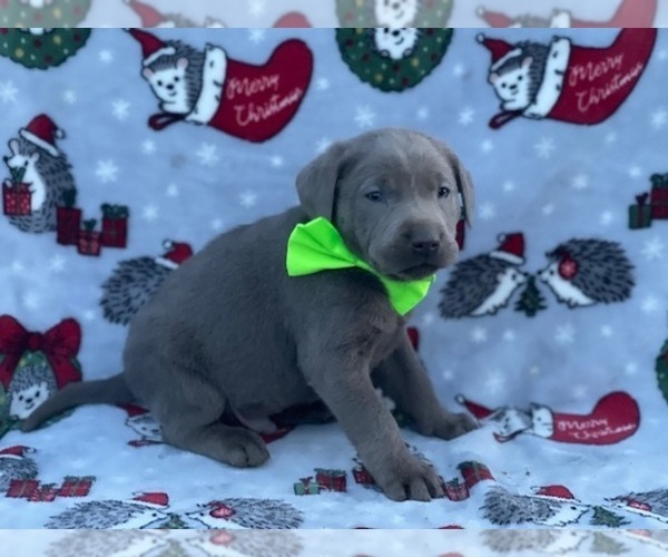 Full screen Photo #3 Labrador Retriever Puppy For Sale in LANCASTER, PA, USA