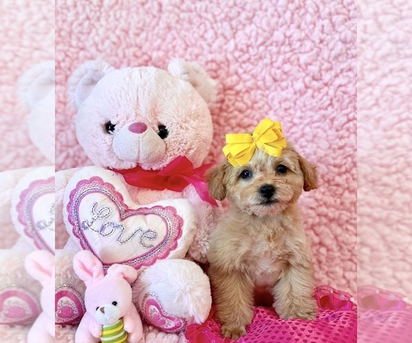 Medium Photo #4 Poodle (Toy) Puppy For Sale in REDLANDS, CA, USA