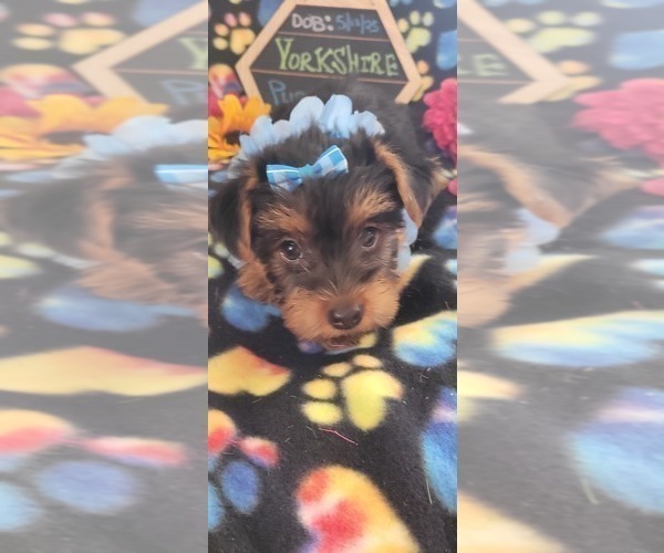 Medium Photo #7 Yorkshire Terrier Puppy For Sale in AKRON, OH, USA