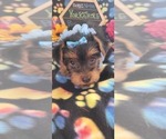Small Photo #7 Yorkshire Terrier Puppy For Sale in AKRON, OH, USA