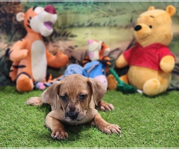 Medium Photo #3 Catahoula Leopard Dog Puppy For Sale in CUMBY, TX, USA