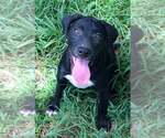 Small Labrador Retriever