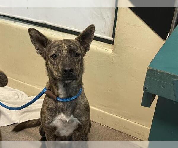 Medium Photo #1 Greyhound-Unknown Mix Puppy For Sale in Pasadena, CA, USA