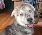 Small Photo #4 German Shepherd Dog-Goberian Mix Puppy For Sale in UXBRIDGE, MA, USA