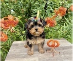 Small #4 Morkie