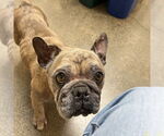 Small #1 French Bulldog