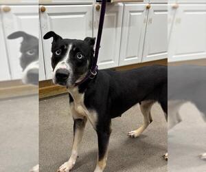 Border Collie Dogs for adoption in Forestville, MD, USA