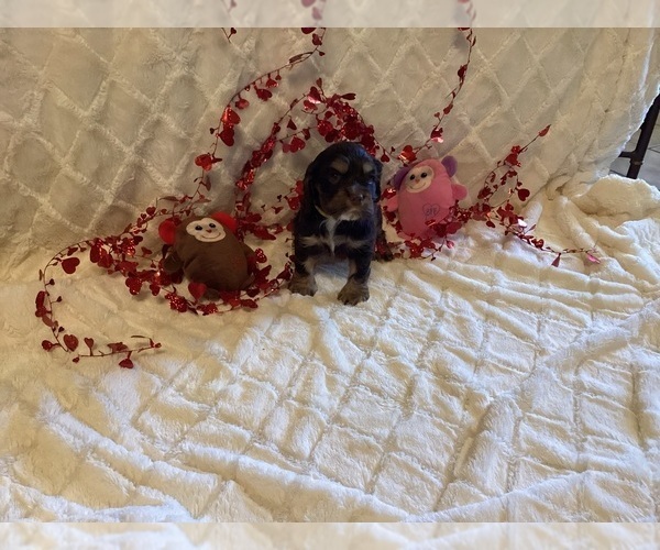 Medium Photo #1 Cocker Spaniel Puppy For Sale in CADDO, OK, USA
