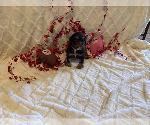 Cocker Spaniel Puppy for sale in CADDO, OK, USA