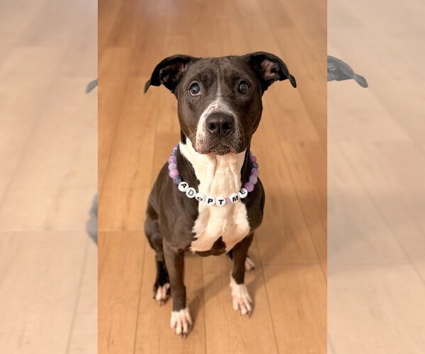 Medium Photo #3 Mutt Puppy For Sale in Cary, NC, USA