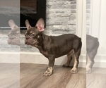 Small Photo #8 French Bulldog Puppy For Sale in PALATINE, IL, USA