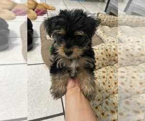 Yorkshire Terrier Puppy for sale in FONTANA, CA, USA