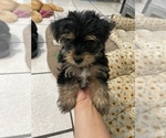 Small Photo #1 Yorkshire Terrier Puppy For Sale in FONTANA, CA, USA