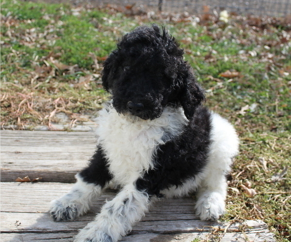 Medium Photo #3 Poodle (Standard) Puppy For Sale in JOICE, IA, USA