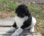 Small Photo #3 Poodle (Standard) Puppy For Sale in JOICE, IA, USA