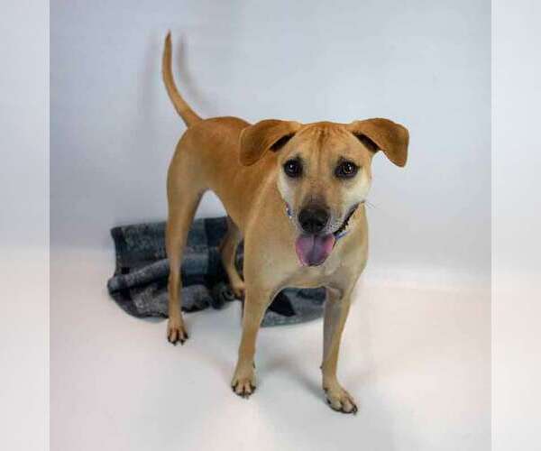 Medium Photo #4 Labrador Retriever-Unknown Mix Puppy For Sale in Kennesaw, GA, USA