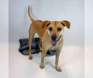 Isaac - Male Labrador Retriever-Unknown Mix Dog for Adoption - Photo #4