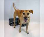 Small #3 Labrador Retriever Mix