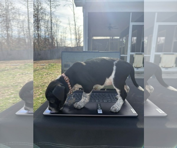 Medium Photo #4 Mutt Puppy For Sale in Holly Springs, NC, USA