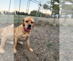 Small #16 Labrador Retriever Mix