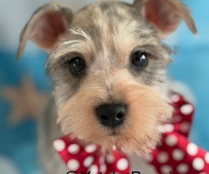 Schnauzer (Standard) Puppy for sale in CENTER HILL, FL, USA