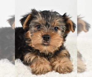 Yorkshire Terrier Puppy for sale in LOWELL, MA, USA