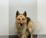 SHESKI - Male Gerberian Shepsky Dog for Adoption - Small photo