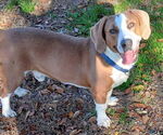 Small #4 Basset Hound Mix