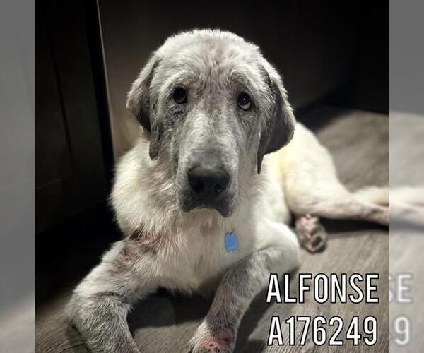 Medium Photo #2 Great Pyrenees-Unknown Mix Puppy For Sale in Tulsa, OK, USA