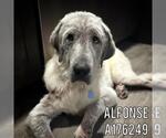 Small #1 Great Pyrenees Mix