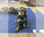 Small #5 Bernedoodle (Miniature)