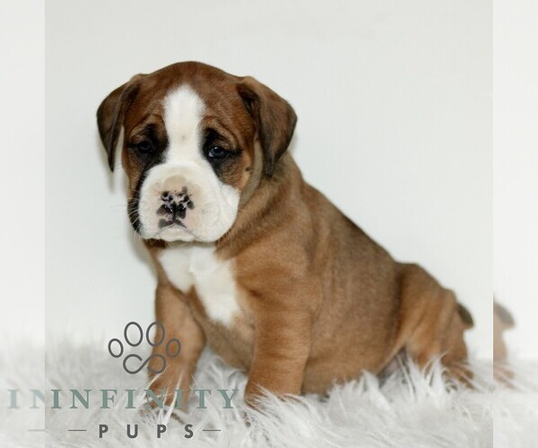 Medium Photo #1 Boxador Puppy For Sale in NEW HOLLAND, PA, USA