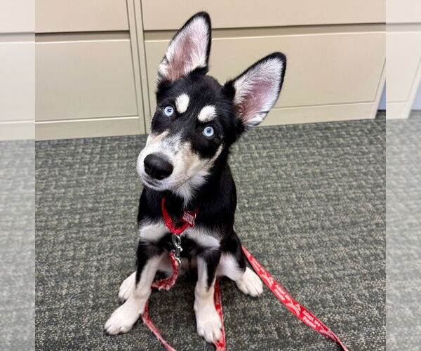 Medium Photo #9 Siberian Husky-Unknown Mix Puppy For Sale in Canton, CT, USA