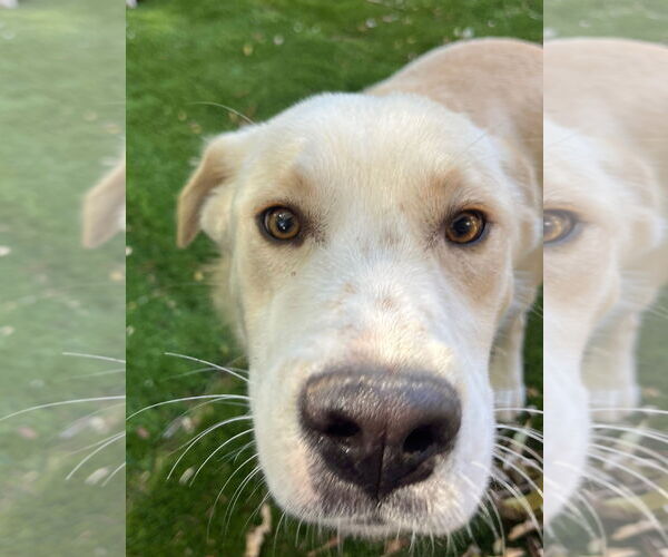 Medium Photo #2 Retriever -Unknown Mix Puppy For Sale in Sandy, UT, USA