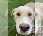 Small #1 Retriever  Mix