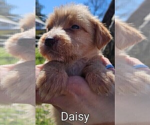 American Pit Bull Terrier-Poodle (Standard) Mix Puppy for sale in FRANKLINTON, LA, USA