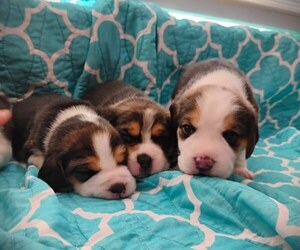 Beagle Puppy for sale in MOSCOW, ID, USA
