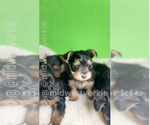 Small Photo #12 Yorkshire Terrier Puppy For Sale in FENTON, MI, USA