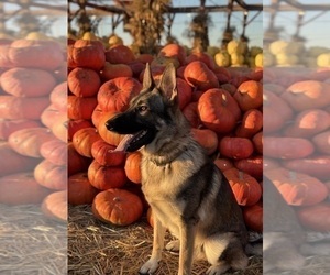 Father of the German Shepherd Dog puppies born on 02/08/2025
