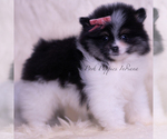 Small Photo #26 Pomeranian Puppy For Sale in WARSAW, IN, USA